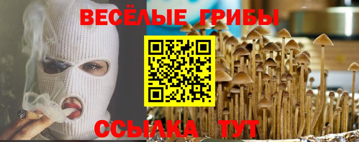 Мценск  Галлюциногенные грибы Psilocybine cubensis  наркотики  Вход с VPN 